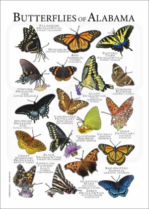 Butterflies of Alabama poster print