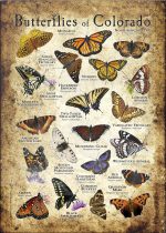 Butterflies of Colorado poster print