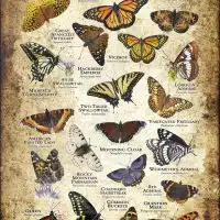 Butterflies of Colorado poster print