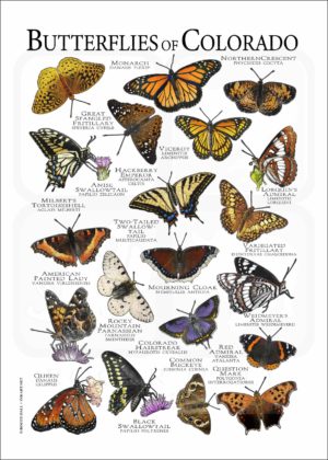 Butterflies of Colorado poster