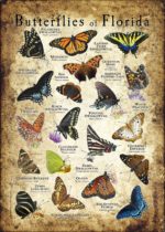 Butterflies of Florida poster print