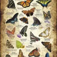 Butterflies of Florida poster print