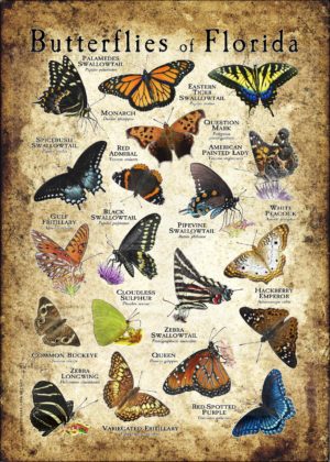 Butterflies of Florida poster print