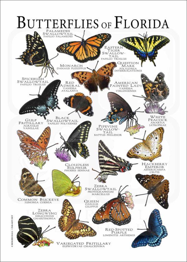 Butterflies of Florida poster