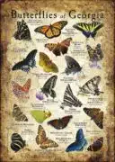 Butterflies of Georgia poster print