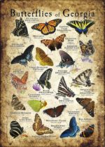 Butterflies of Georgia poster print