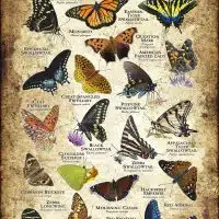 Butterflies of Georgia poster print