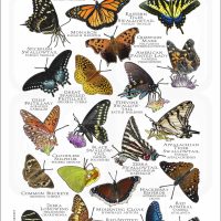 Butterflies of Georgia poster