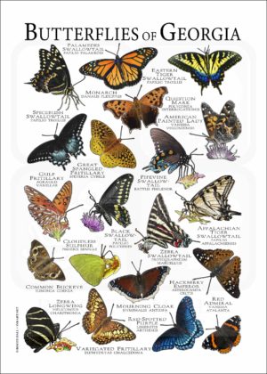 Butterflies of Georgia poster
