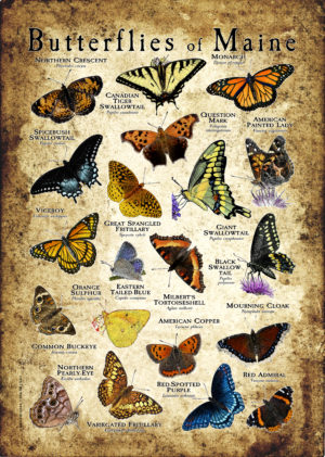 Butterflies of Maine poster print