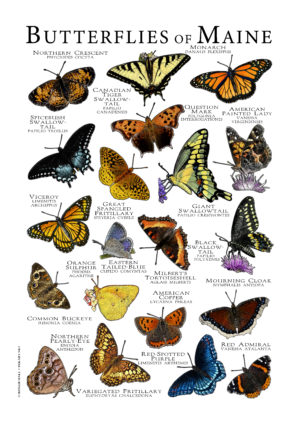Butterflies of Maine