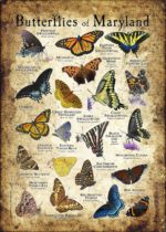 Butterflies of Maryland poster print