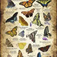 Butterflies of Maryland poster print