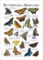 Butterflies of Maryland