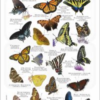 Butterflies of Maryland