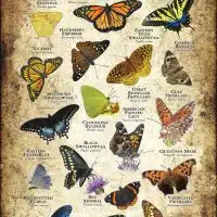 Butterflies of Nebraska poster print