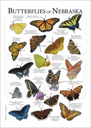 Butterflies of Nebraska poster print
