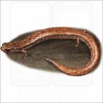 California Slender Salamander illustration
