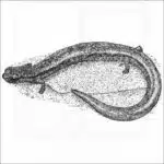 California Slender Salamander