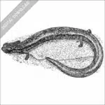 California Slender Salamander