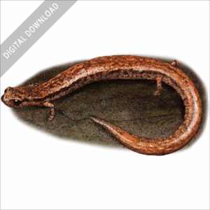 California Slender Salamander stock image