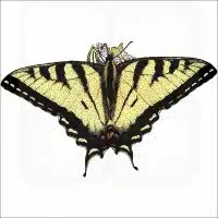 Canadian Tiger Swallowtail illustration