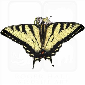 Canadian Tiger Swallowtail illustration
