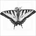 Canadian Tiger Swallowtail
