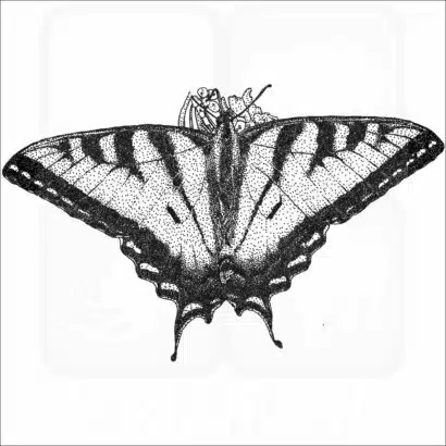Canadian Tiger Swallowtail