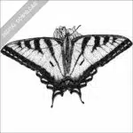 Canadian Tiger Swallowtail