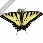 Canadian Tiger Swallowtail stock image