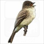Eastern Phoebe illustration