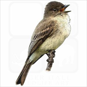 Eastern Phoebe illustration