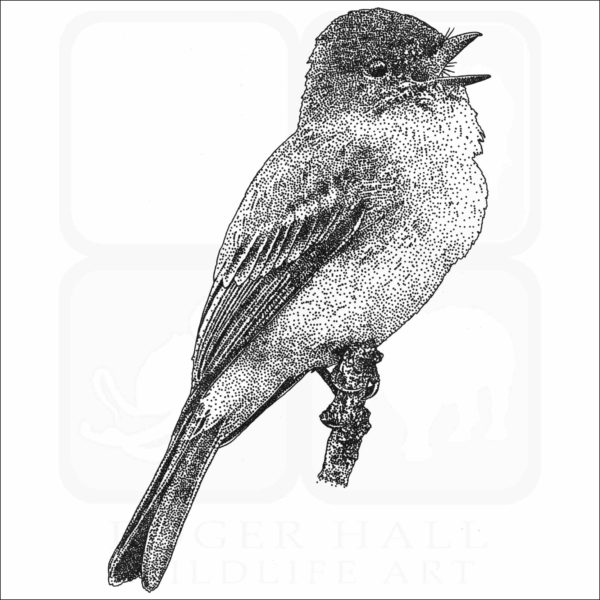Eastern Phoebe