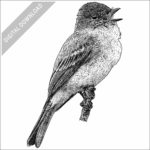 Eastern Phoebe