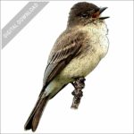 Eastern Phoebe stock image