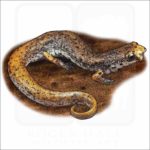 Four-Toed Salamander illustration