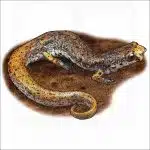 Four-Toed Salamander illustration