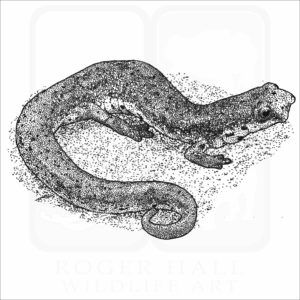 Four-Toed Salamander