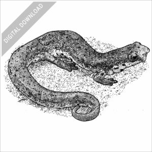 Four-Toed Salamander