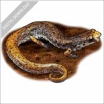 Four-Toed Salamander stock image