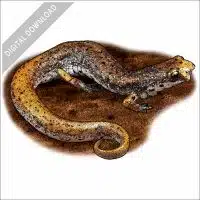 Four-Toed Salamander stock image