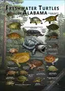 Freshwater Turtles of Alabama poster print