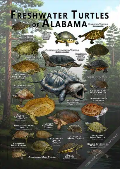 Freshwater Turtles of Alabama Poster Print