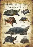 Freshwater Turtles of Connecticut poster print