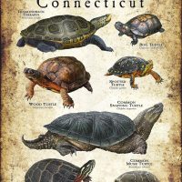 Freshwater Turtles of Connecticut poster print