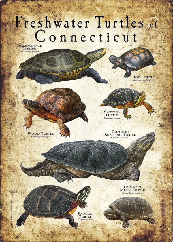 Freshwater Turtles of Connecticut Poster Print