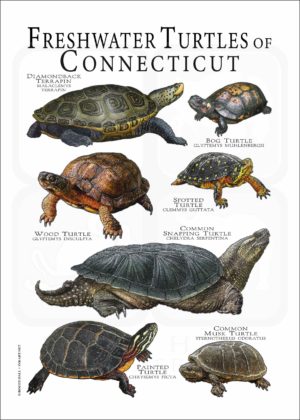 Freshwater Turtles of Connecticut poster print