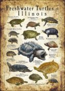 Freshwater Turtles of Illinois poster print