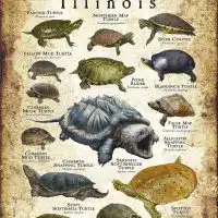 Freshwater Turtles of Illinois poster print